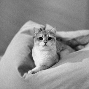 I am a birdy pretending a kitty